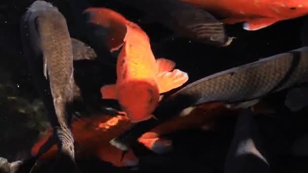 Swimming carp in the pond tracking shot — Stock Video