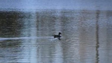 Havuz copyspace yüzen ördek