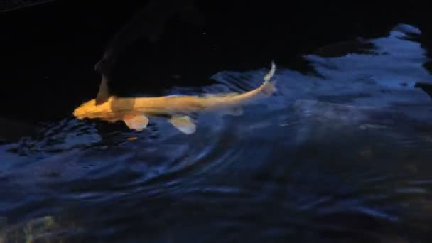 游泳鲤鱼在池塘跟踪拍摄 — 图库视频影像