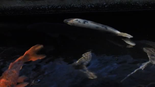 Gölette yüzme sazan izleme atış — Stok video