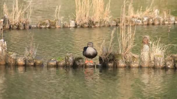 Plovoucí kachna v oblasti textu v rybníku — Stock video