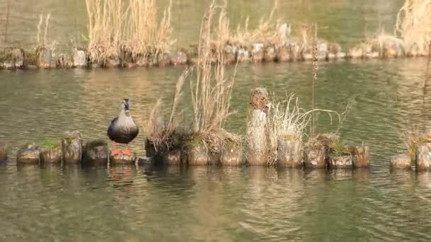 Плавающая утка в пространстве пруда — стоковое видео