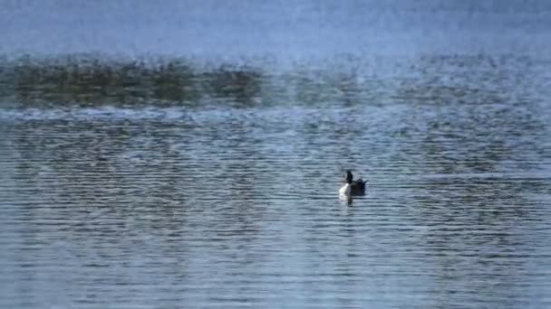 Pato flotante en el copyspace del estanque — Vídeo de stock