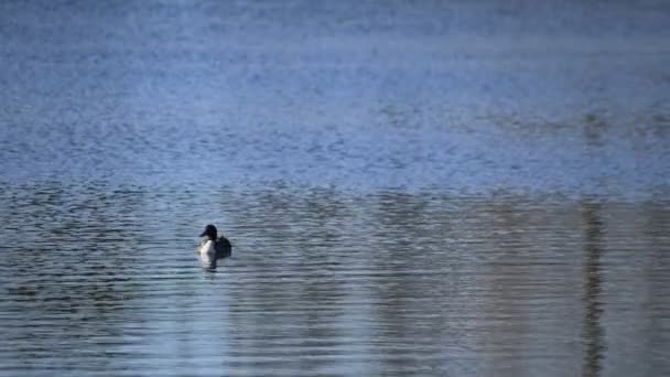 Pato flutuante na lagoa copyspace — Vídeo de Stock