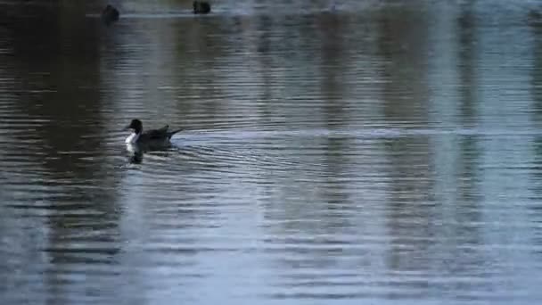 Canard flottant dans l'espace copyspace étang — Video