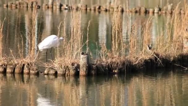 Heron v prostoru rybníka — Stock video