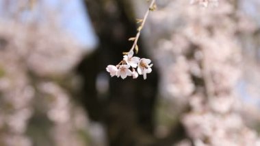 Tokyo'da Koishikawa kourakuen parkta arı ile kiraz çiçeği el