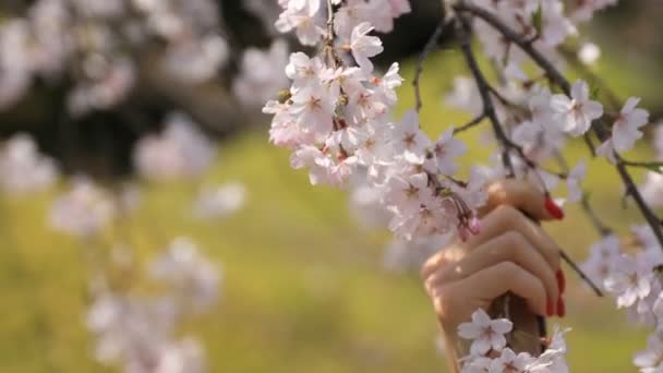 Kirschblüte mit Hand im Koishikawa Kourakuen Park in Tokio — Stockvideo