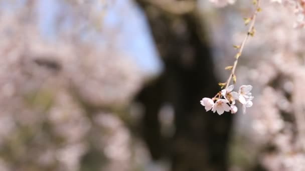 Flor de cerezo con abeja en el parque Koishikawa kourakuen en Tokio de mano — Vídeos de Stock