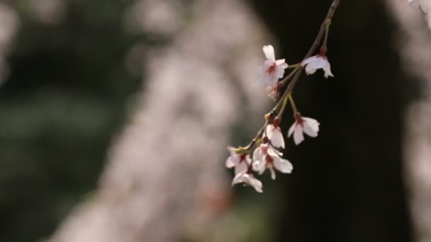 Flor de cerejeira em Koishikawa kourakuen parque em Tóquio handheld closeup — Vídeo de Stock