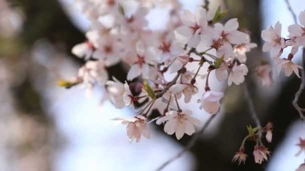 Цветение вишни в парке Коишикава Куракуэн в Токио — стоковое видео
