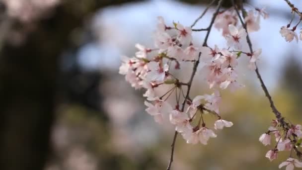 Wiśniowy kwiat w Koishikawa kourakuen Park w Tokio Handheld zbliżenie — Wideo stockowe
