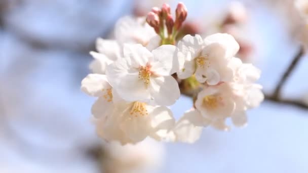 Cherry Blossom bij Koishikawa kanoya Park in Tokio handheld close-up — Stockvideo