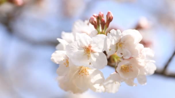 Tokyo'daki Koishikawa kourakuen parkında kiraz çiçeği — Stok video