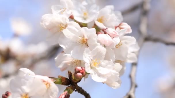 Flor de cerezo en el parque Koishikawa kourakuen en Tokio primer plano de mano — Vídeos de Stock