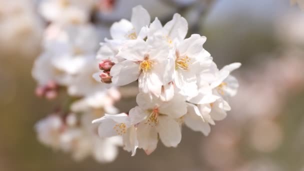 Cherry Blossom bij Koishikawa kanoya Park in Tokio handheld close-up — Stockvideo