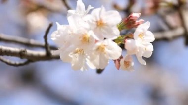 Tokyo'daki Koishikawa kourakuen parkında kiraz çiçeği