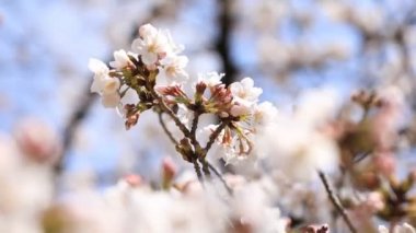 Tokyo'daki Koishikawa kourakuen parkında kiraz çiçeği