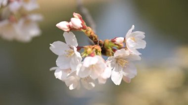 Tokyo'daki Koishikawa kourakuen parkında kiraz çiçeği