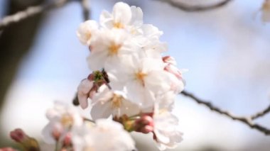 Tokyo'daki Koishikawa kourakuen parkında kiraz çiçeği