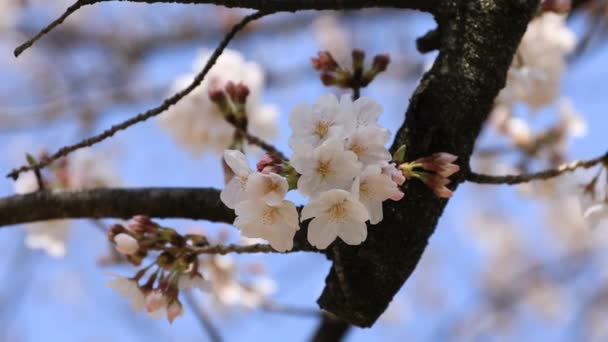 Flor de cerejeira em Koishikawa kourakuen parque em Tóquio handheld closeup — Vídeo de Stock