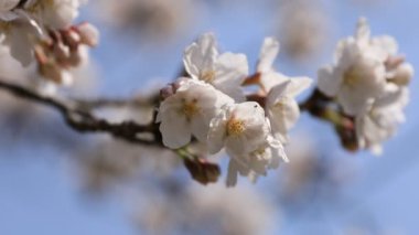 Tokyo'daki Koishikawa kourakuen parkında kiraz çiçeği