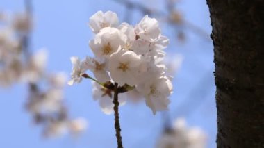 Tokyo'daki Koishikawa kourakuen parkında kiraz çiçeği
