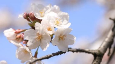 Tokyo'daki Koishikawa kourakuen parkında kiraz çiçeği