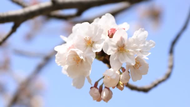 Kirschblüte im Koishikawa Kourakuen Park in Tokio in Großaufnahme — Stockvideo