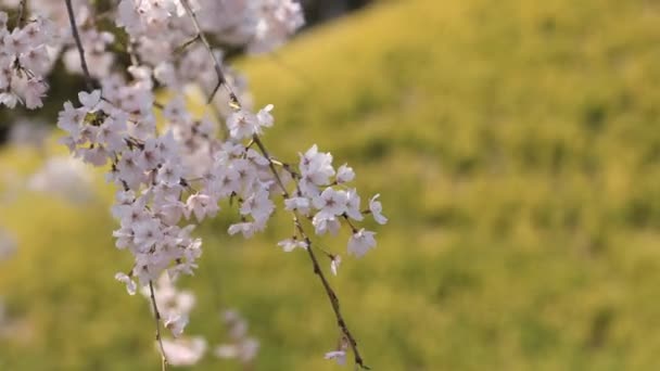 Kirschblüte im Koishikawa Kourakuen Park in Tokio in Großaufnahme — Stockvideo