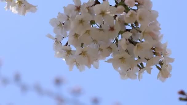 Fiori di ciliegio al parco Koishikawa kourakuen di Tokyo primo piano palmare — Video Stock