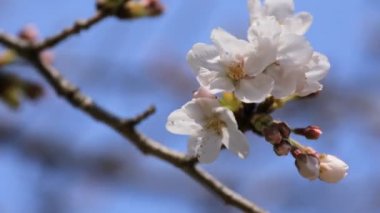 Tokyo'daki Koishikawa kourakuen parkında kiraz çiçeği