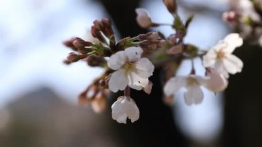 Tokyo'daki Koishikawa kourakuen parkında kiraz çiçeği