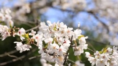 Tokyo'daki Koishikawa kourakuen parkında kiraz çiçeği