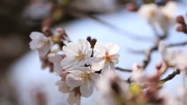 Flor de cerezo en el parque Koishikawa kourakuen en Tokio primer plano de mano — Vídeo de stock