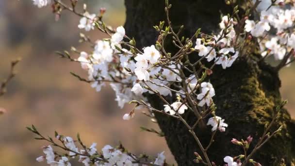 Вишневий цвіт в Koішікава kourakuen парк в Токіо портативні крупним планом — стокове відео