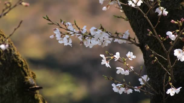 Flor de cerezo en el parque Koishikawa kourakuen en Tokio primer plano de mano — Vídeo de stock