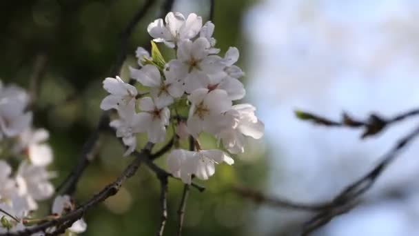 Flor de cerezo en el parque Koishikawa kourakuen en Tokio primer plano de mano — Vídeo de stock