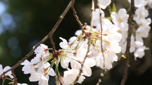 Flor de cerezo en el parque Koishikawa kourakuen en Tokio primer plano de mano — Vídeo de stock