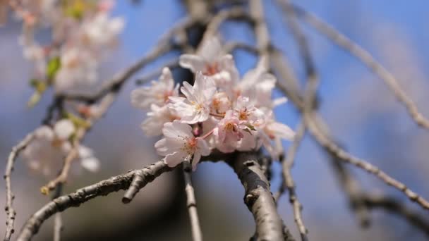 Flor de cerezo en el parque Koishikawa kourakuen en Tokio primer plano de mano — Vídeos de Stock