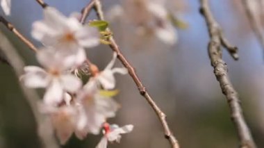 Tokyo'daki Koishikawa kourakuen parkında kiraz çiçeği