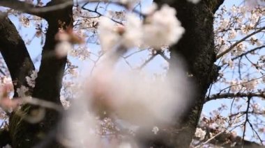 Tokyo'da Koishikawa kourakuen parkta kiraz çiçeği el odaklama