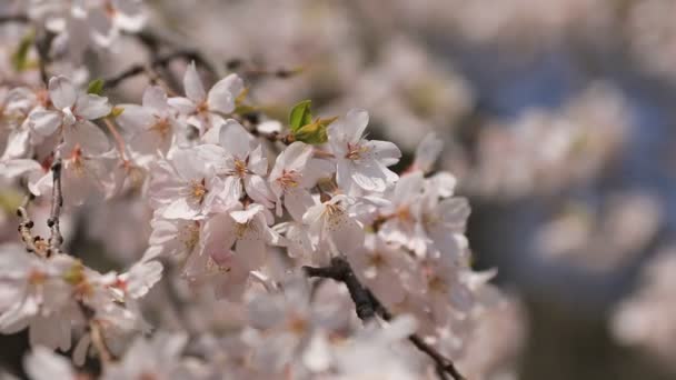 Flor de cerezo en el parque Koishikawa kourakuen en Tokio primer plano de mano — Vídeo de stock