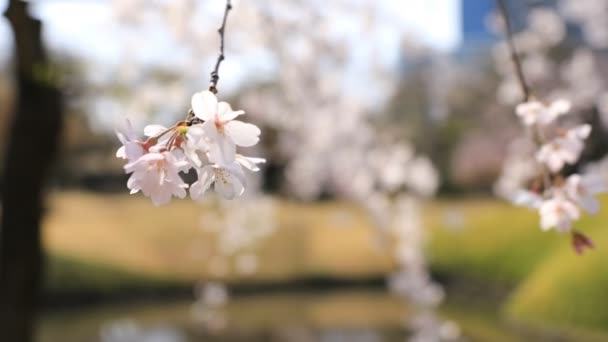 Flor de cerejeira em Koishikawa kourakuen parque em Tóquio handheld closeup — Vídeo de Stock