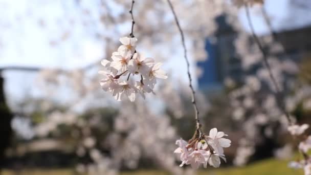 Wiśniowy kwiat w Koishikawa kourakuen Park w Tokio Handheld zbliżenie — Wideo stockowe