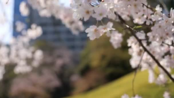 Flor de cerezo en el parque Koishikawa kourakuen en Tokio primer plano de mano — Vídeos de Stock