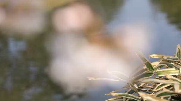 Fiori di ciliegio al parco Koishikawa kourakuen di Tokyo focalizzazione palmare — Video Stock