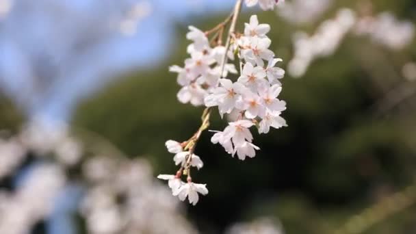 Flor de cerezo en el parque Koishikawa kourakuen en Tokio enfoque portátil — Vídeos de Stock