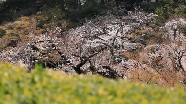 Cherry Blossom bij Koishikawa kanoya Park in Tokio handheld focus — Stockvideo