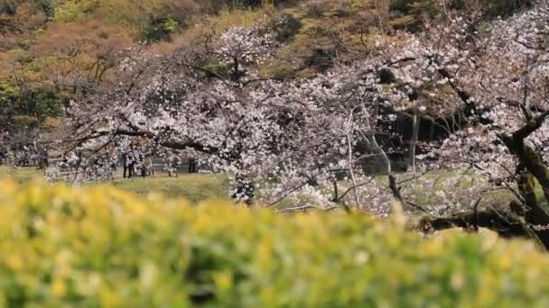 Flor de cerejeira no parque Koishikawa kourakuen em Tóquio foco portátil — Vídeo de Stock